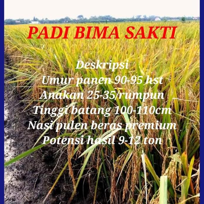 

Terlaris Benih Padi Bima Sakti 5Kg Ori
