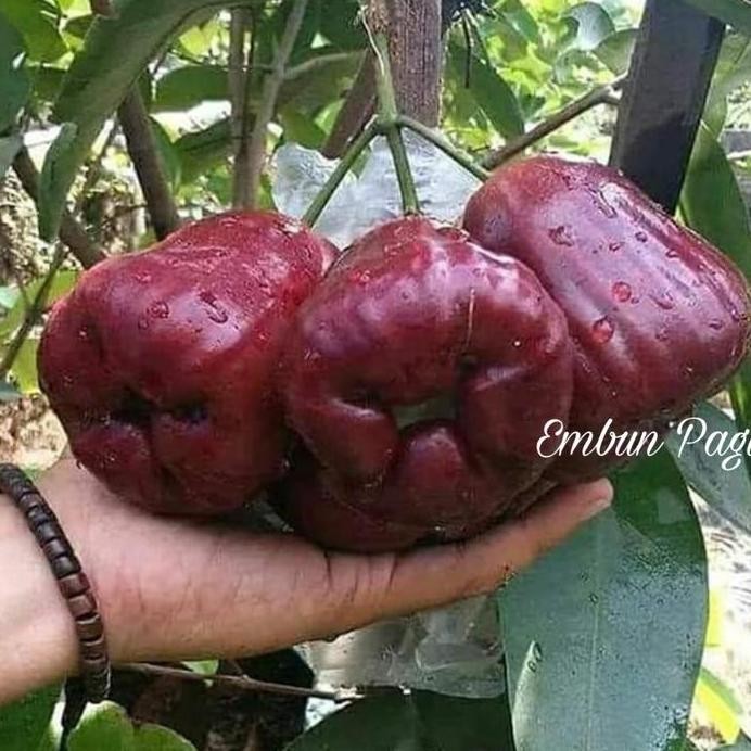 

Terlaris Bibit Buah 5 Varian Unggul Jambu Air