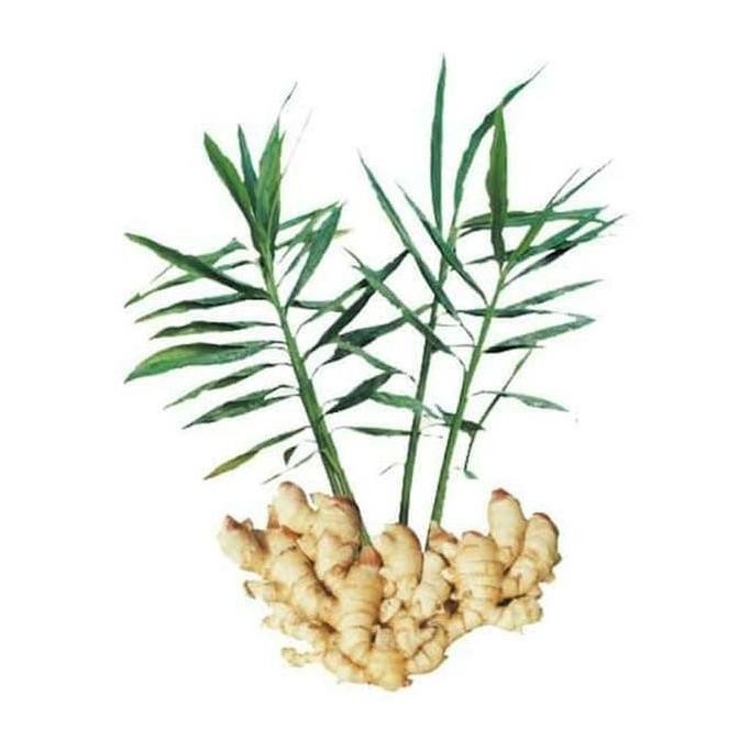 

Terlaris Bibit Jahe Putih/ Jahe Bumbu Dapur/ Jahe Herbal