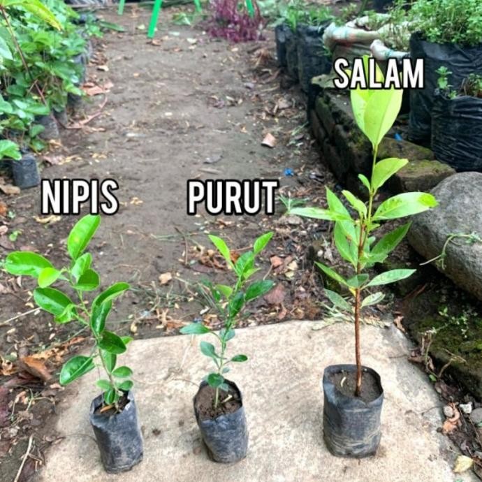 

Terlaris Bibit Daun Purut| Salam |Nipis