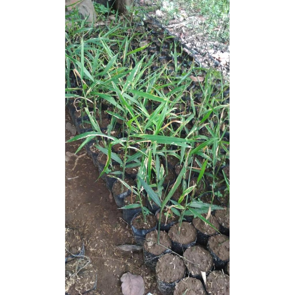 

Terlaris Bibit Jahe Emprit