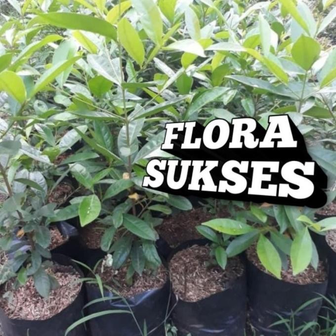 

Terlaris Bibit Tanaman Daun Salam Bibit Salam Bumbu Masak