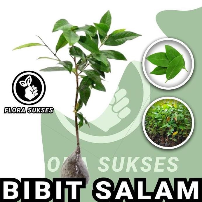 

Terlaris Bibit Tanaman Daun Salam Bibit Salam Bumbu Masak