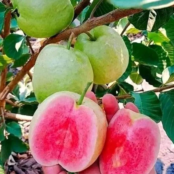

Terlaris Bibit Tanaman Jambu Kristal Merah Cangkok Cepat Berbuah