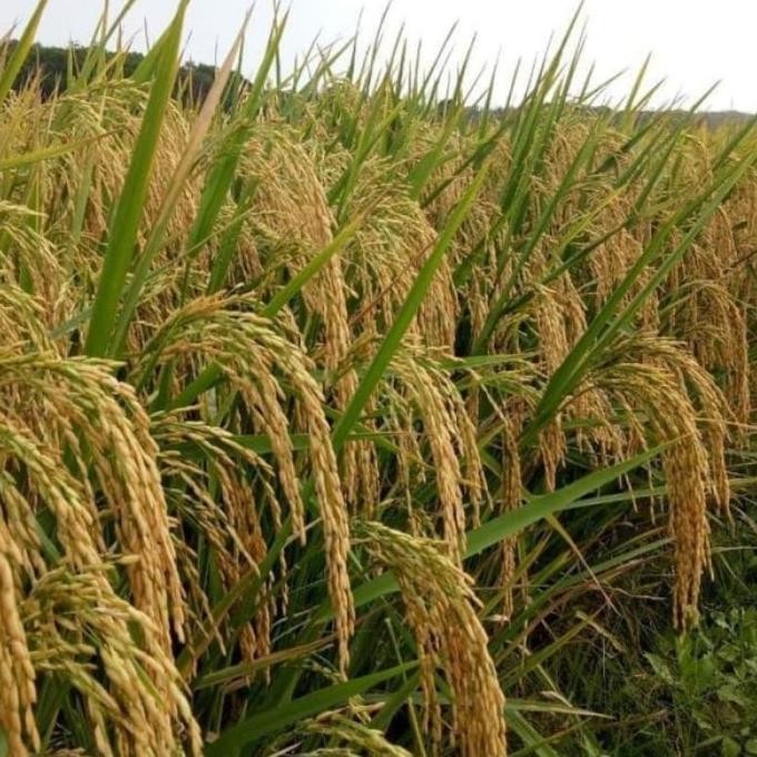 

Terlaris Benih Padi Trisakti Bibit Padi Unggul Kemasan 5Kg