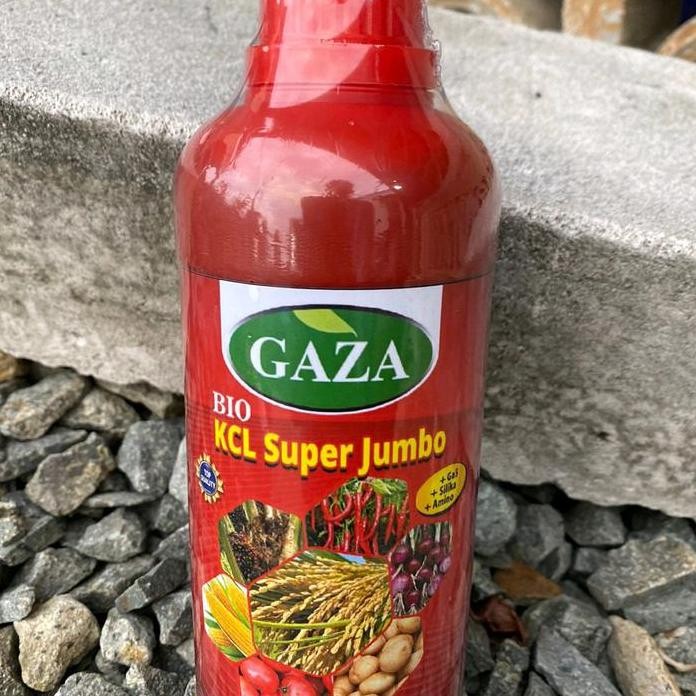 

Terlaris Gaza Bio Kcl Super Jumbo 500 Ml Kandungan Kalium Tinggi Nutrisi Tanaman Padi Untuk Menambah Bobot Gabahuntuk Menambah Bobot Gabah