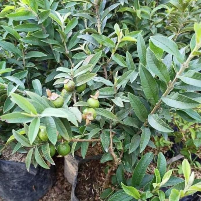 

Terlaris Bibit Jambu Kristal Berbuah Lebat Tinggi 80 Cm