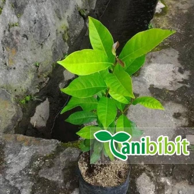 

Terlaris Bibit Pohon Salam - Daun Salam Sayur - Daun Rempah