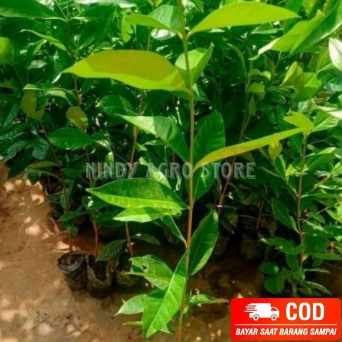 

Terlaris Terlaris Salam Wangi Bibit Daun Salam Siap Panen 50 - 70 Cm Bumbu