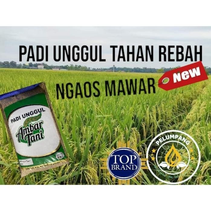 

Terlaris Padi Dan Benih Benih Bibit Padi Unggul Ngaos Mawar Kemasan 5 Kg