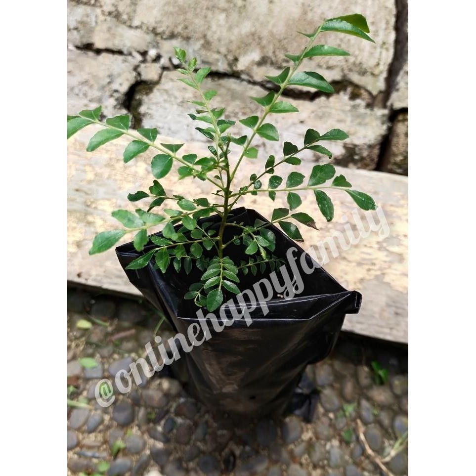 

Terlaris Bibit Tanaman Salam Koja Daun Kari Pohon Kari