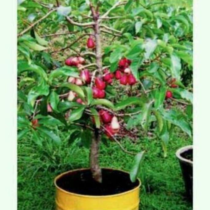 

Terlaris Baru Datang Bibit Tanaman Buah Jambu Jamaika Jumbo/ Dersono/ Bol Super