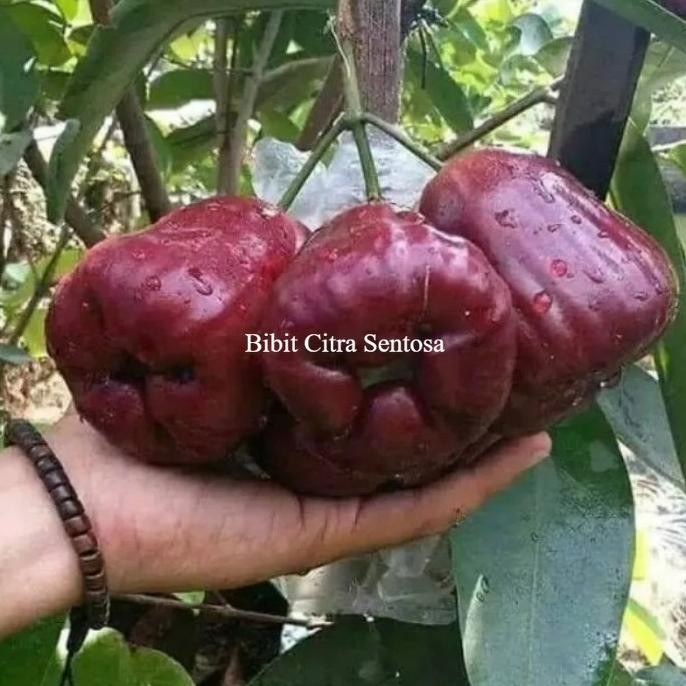 

Terlaris Bibit Buah Jambu Air Black Diamond Cangkok Kualitas Unggulan