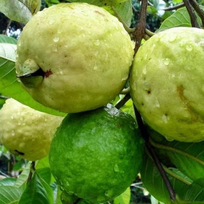 

Terlaris Bibit Tanaman Jambu Biji Getas Merah