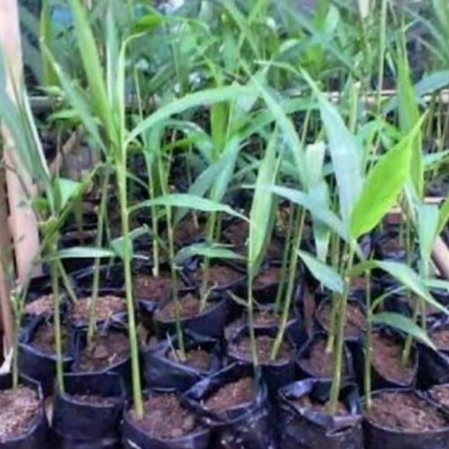 

Terlaris Bibit Tanaman Jahe Emprit Organik Tinggi 30Cm