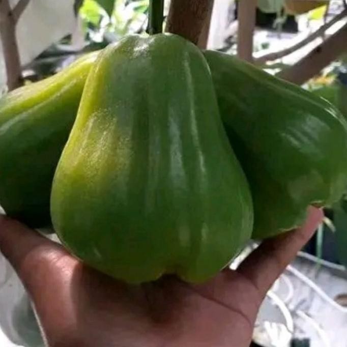 

Terlaris Bibit Jambu Air Gr Giat / Buto Ijo Asli Produk Sediri Beli 4 Gratis 1