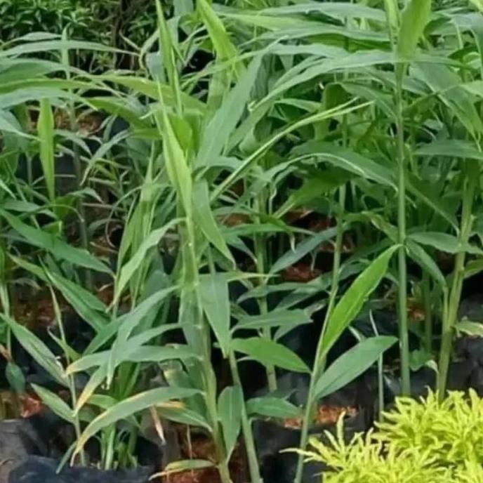 

Terlaris Bibit Jahe Merah Unggulan