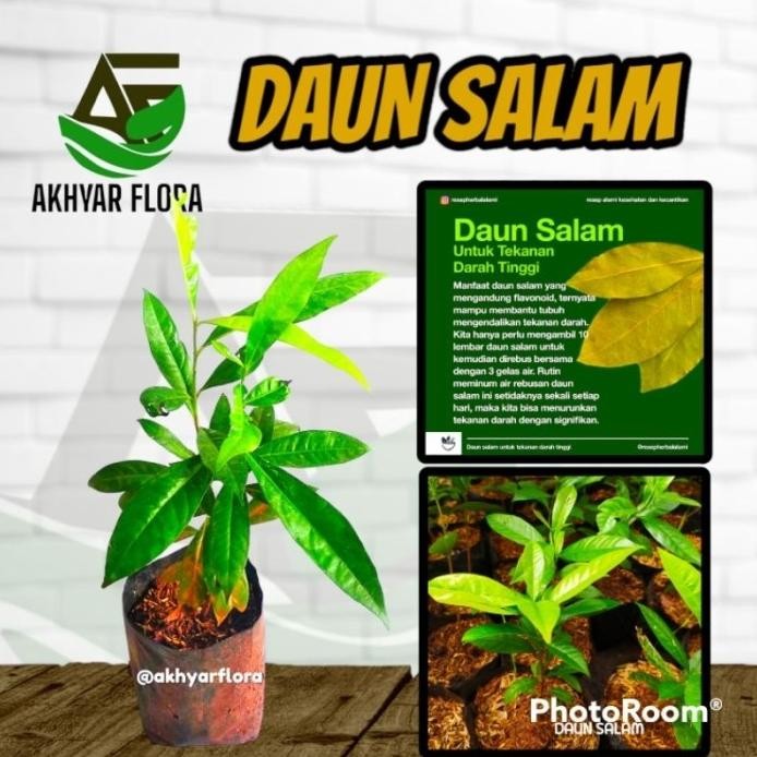 

Terlaris Tanaman Daun Salam Penyedap Masakan Tanaman Herbal Daun Salam Bibit Pohon Salam