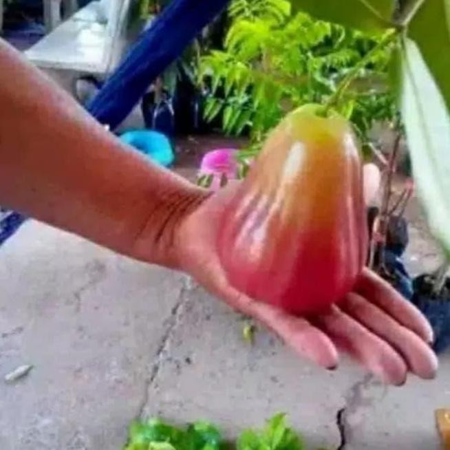 

Terlaris Bibit Jambu Air Bajang Leang Okulasi