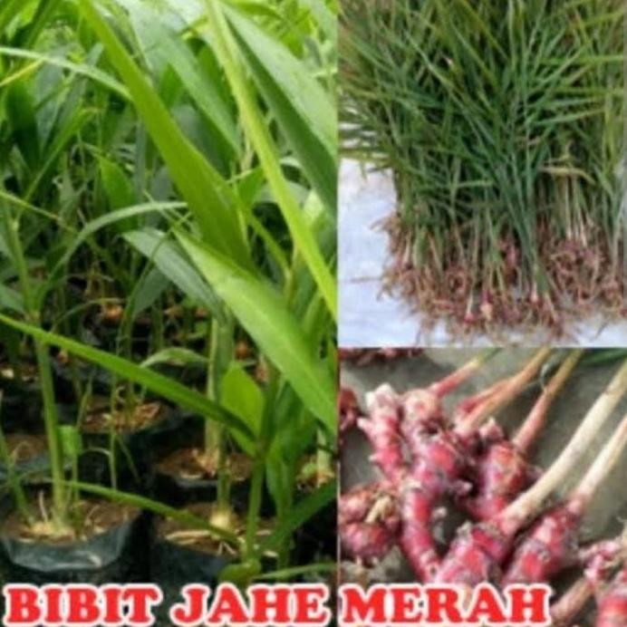 

Terlaris Benih Jahe Merah /Satu Bibit Jahe Merah Asli