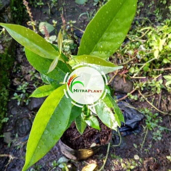 

Terlaris Manteb Bibit Tanaman Salam Bibit Pohon Salam Masak Daun Salam Pohon