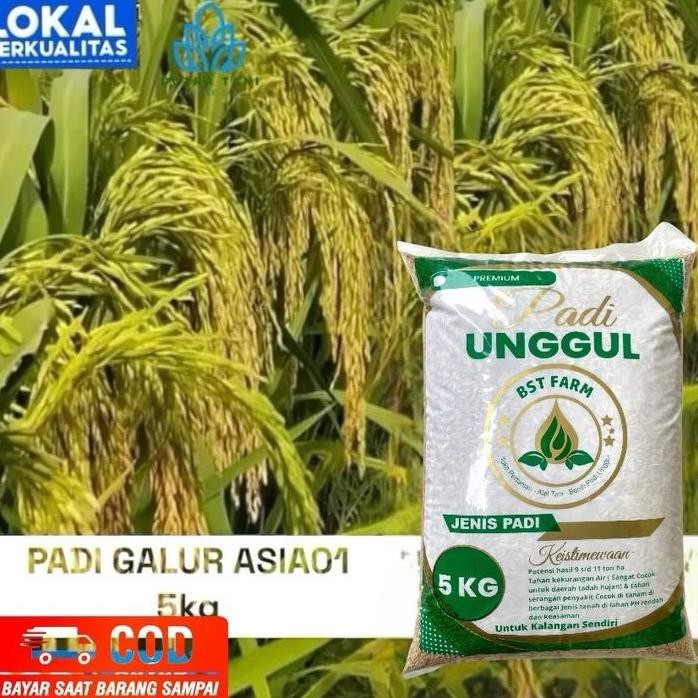 

Terlaris Benih Padi Galur Asia 5Kg