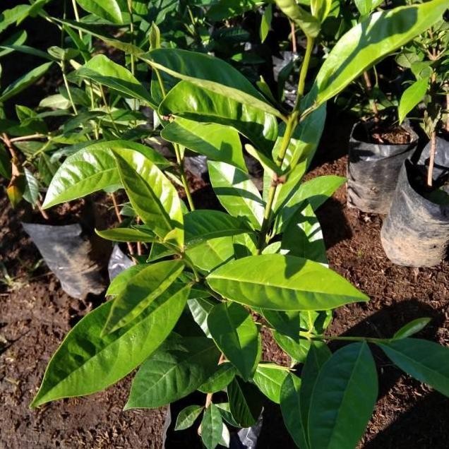 

Terlaris Bibit Daun Salam Bumbu Maasak