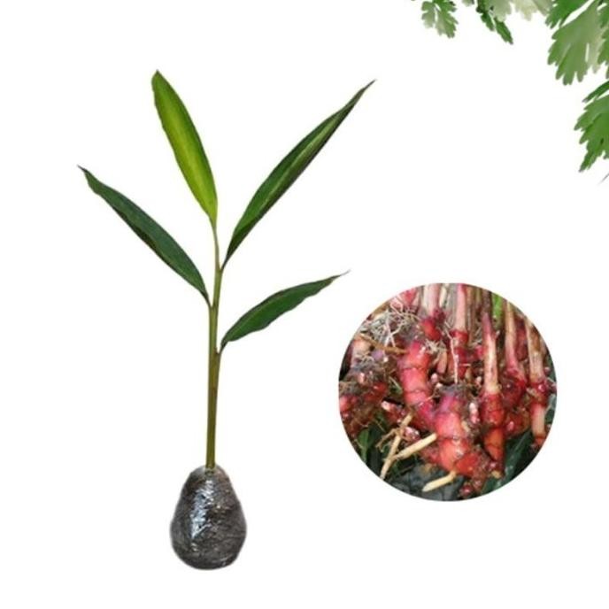 

Terlaris Bibit Tanaman Jahe Merah Herbal