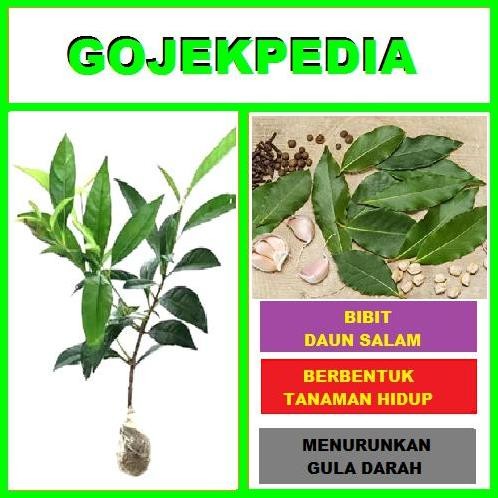 

Terlaris Bibit Tanamabibit Tanan Daun Salam Bibit Salam Pohon Salam Bumbu Masak