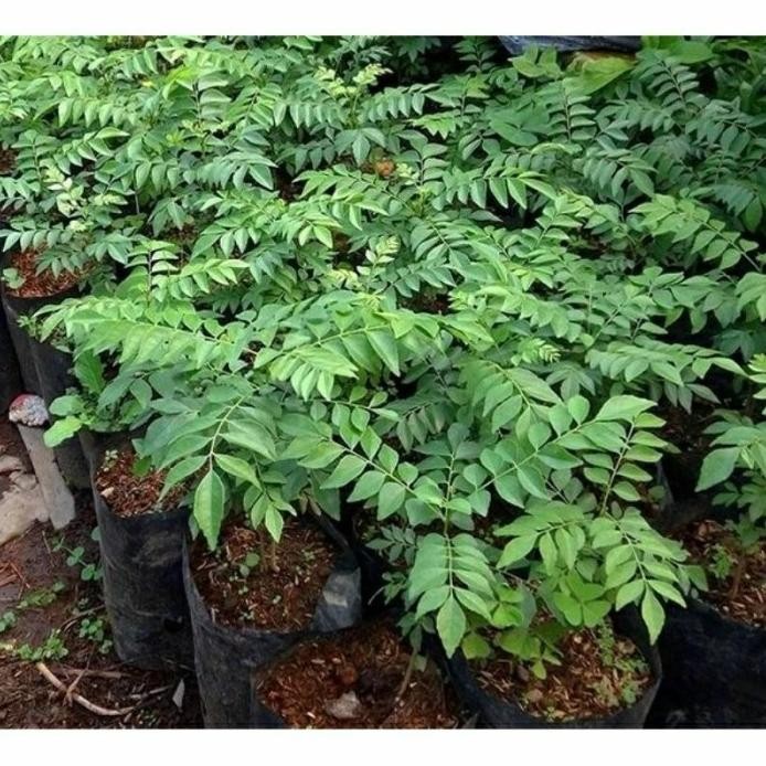 

Terlaris Bibit Tanaman Salam Koja Bibit Pohon Daun Kari Dxvuof 7114Vc