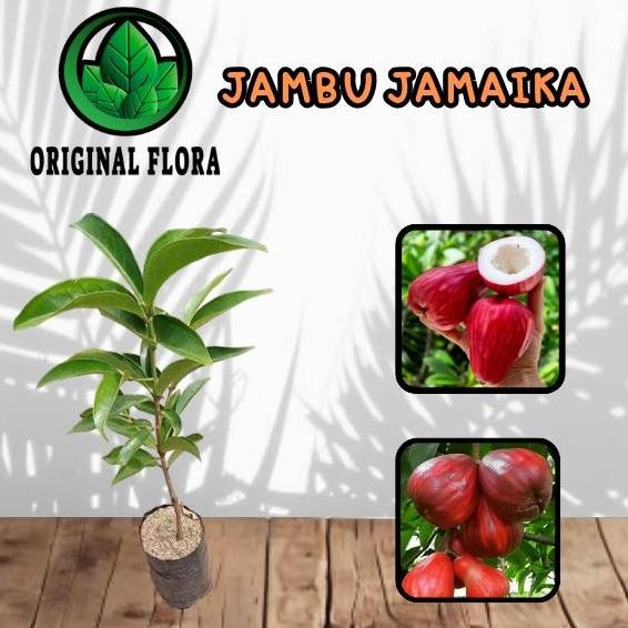 Terlaris Bibit Jambu Jamaika Jambu Jamaica Pohon Jambu Jamaika