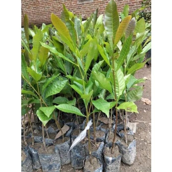 

Terlaris Pohon Jambu Mede Asli /Bibit Tanaman Buah Daun - 20-25Cm - Media, Bunga