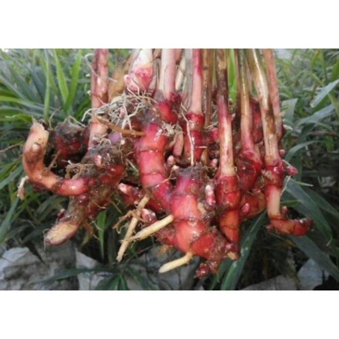 

Terlaris Bibit Jahe Merah Umbi Tunas Jahe Merah Calon Bibit
