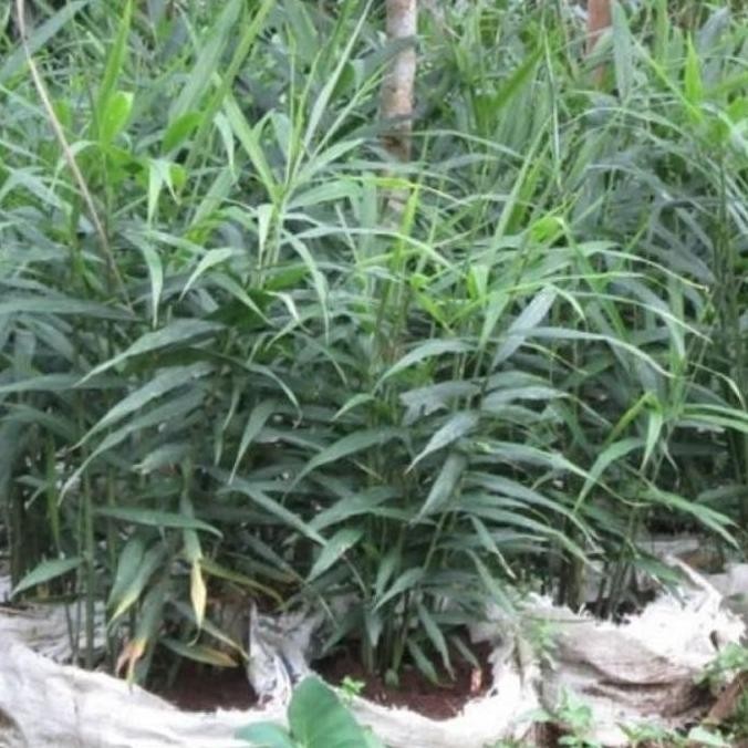 

Terlaris Bibit Tanaman Herbal Pohon Jahe Kebo By Argoplantbag