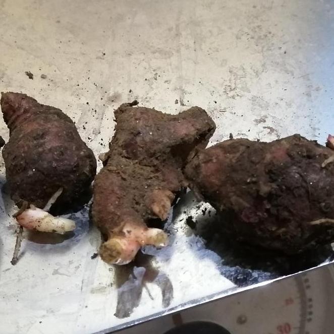 

Terlaris Bibit Jahe Merah Super 1 Kg, Tinggal Semai