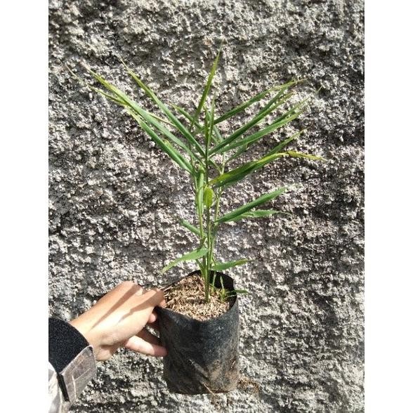 

Terlaris Tanaman Jahe Merah Asli Bibit Super
