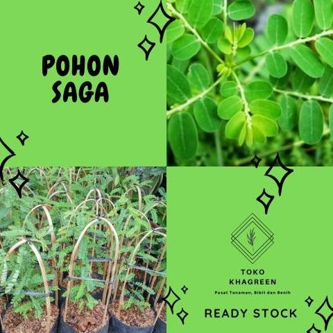 

Terlaris Bibit Tanaman Saga - Pohon Saga - Tanaman Herbal