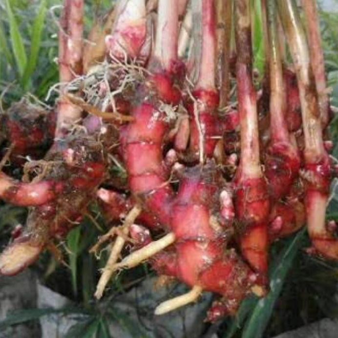

Terlaris Tanaman Herbal Jahe Merah Asli