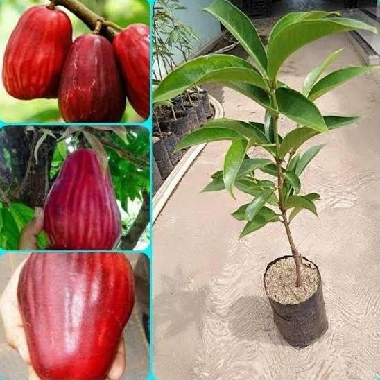 

Terlaris Bnh Bibit Jambu Air Jamaika Okulasi Cepat Berbuah