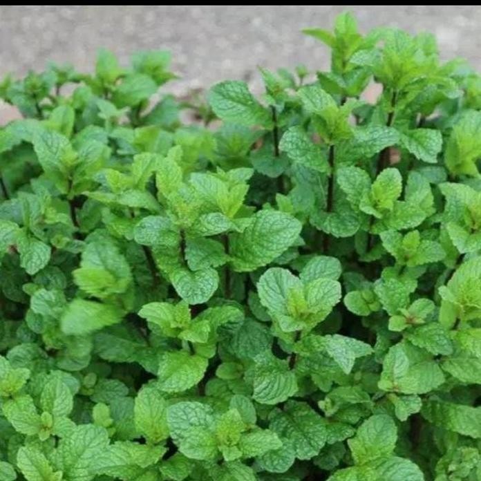 

Terlaris Bibit Daun Min Tanaman Herbal