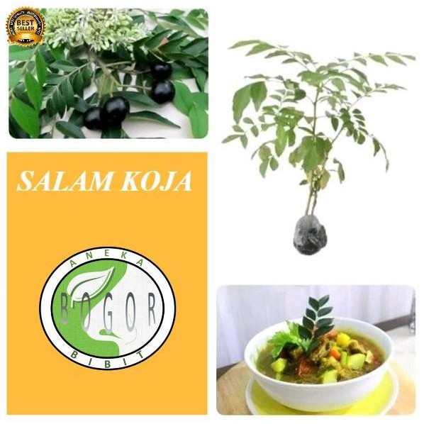 

Terlaris Bibit Pohon Tanaman Daun Temuru Salam Koja