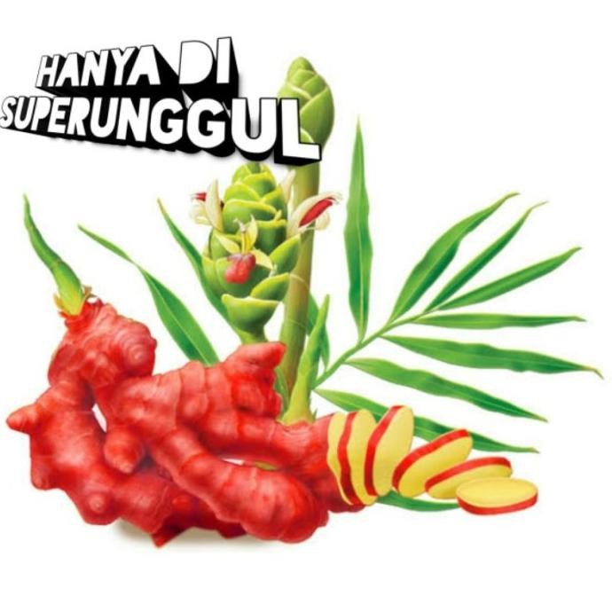 Terlaris (Shag) Bibit Jahe Merah Asli Original Berkualitas