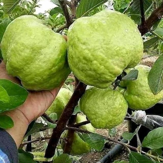 

Terlaris Bibit Jambu Kristal Tanpa Biji Cangkok