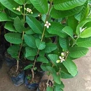 

Terlaris Bibit Tanaman Buah Jambu Kristal Merah Siap Berbuah