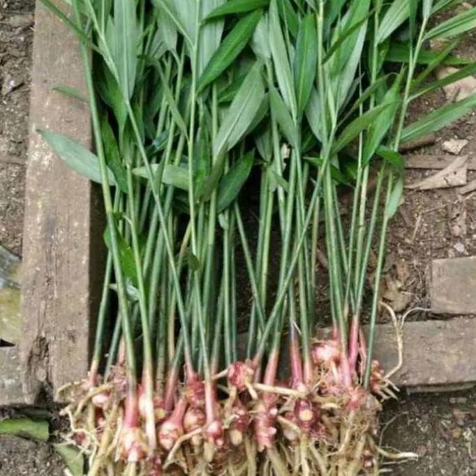 

Terlaris Bibit Jahe Merah Unggul Siap Tanam Murah'