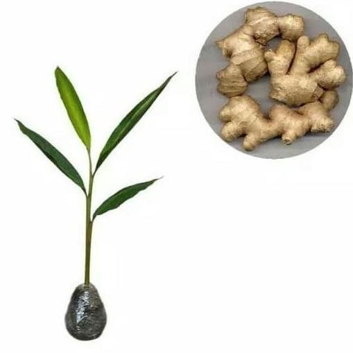 

Terlaris Bibit Tanaman Jahe Emprit Herbal By Argoplantbag