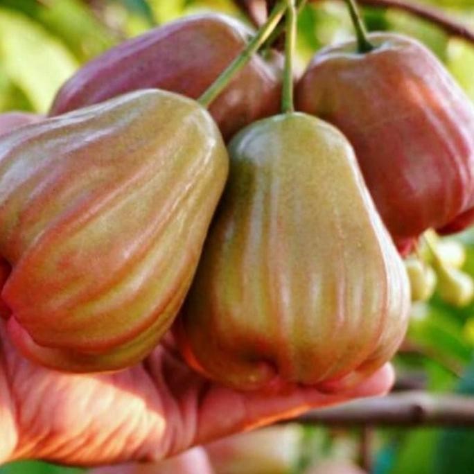 

Terlaris Bibit Jambu Air King Rose Super Manis
