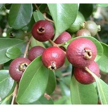 

Terlaris Obral Bibit Tma Buah Jambu Strawbey Guava