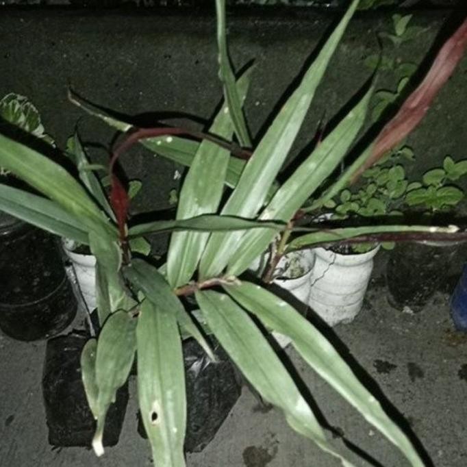 

Terlaris Bibit Jahe Wulung Alpinia Luteocarpa Or Red Bamboo Ginge Liydte 4682Sm