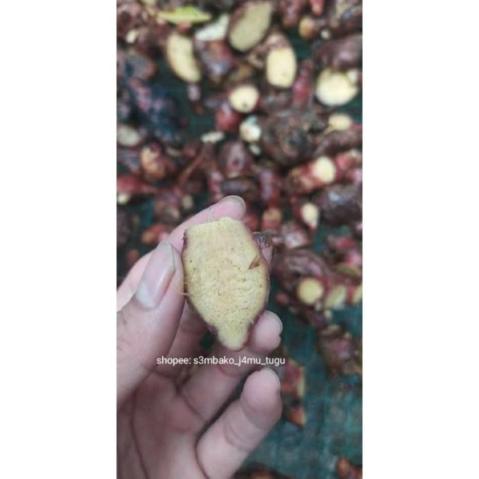 

Terlaris Bibit Jahe Merah,Jahe Gajah Sekilo Tunas Dogbhg 4549Cc